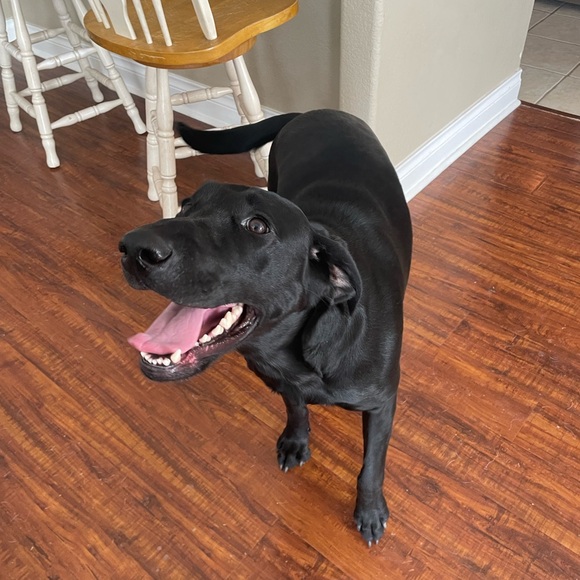 Meet your Posher, Megan - Picture 4 of 4